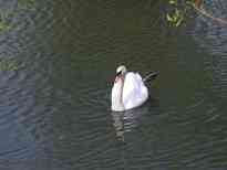 A Swan