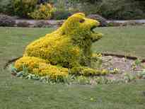 Frogged Hedge