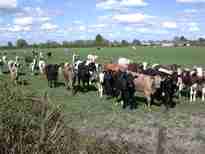 A herd of cows