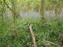 Bluebells in East Garston